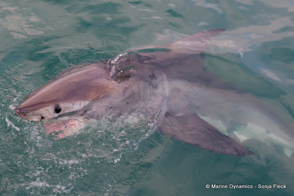 Great white shark, South Africa